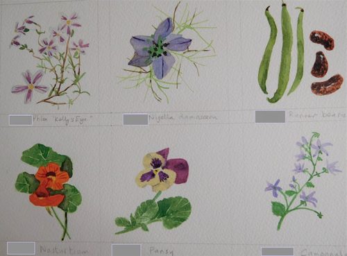 Christine C, greeting cards, watercolour & gouache.